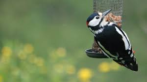 Knowing what woodpeckers eat and how their diets change can help birders choose the best foods for feeding them. Bbc Blogs Springwatch Making The Most Of Your Garden Feeding