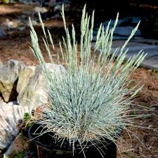Image result for Festuca