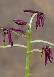 Image result for Liparis mulindana