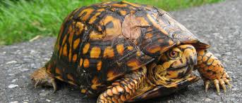 Image result for turtle