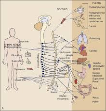 Pain Types And Viscerogenic Pain Patterns Musculoskeletal Key