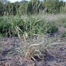 Image result for Panicum coloratum