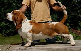 They are always friendly without an indication of sharpness or viciousness. About Stonewall Farm Bassets Ava Mo