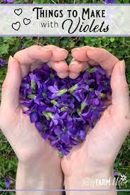 10 Things To Make With Violets Violet Flower Edible Plants Edible Wild Plants