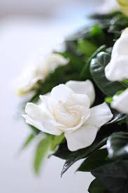 Le fresie sono fiori bianchi profumati che non dovrebbero mancare in nessun giardino. Pin Su Piante Da Interno
