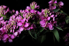 Image result for Securidaca welwitschii