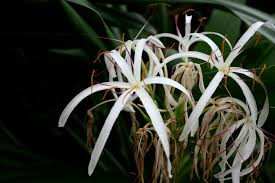 Image result for Crinum crassicaule