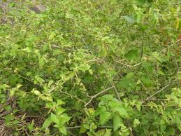 Image result for Acalypha fruticosa