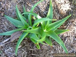 Image result for Cadaba natalensis