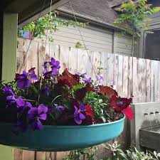 Growing edible flowers is easy and fun! Tips For Growing Edible Plants On Your Porch Or Patio Portland Monthly