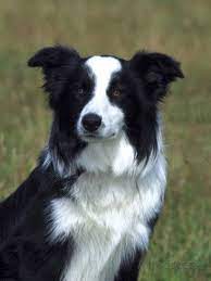 Border Collie Portrait Of Nine Month Old Dog Fotografie Druck Von Mark Hamblin Bei Allposters De Border Collie Tiere Collie