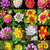 The name is attributed to the fact that it's leaves used to be used to sooth bee stings and the bees, butterflies and other pollinators loved these flowers as would the hummingbirds. 1