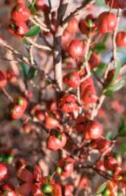 Image result for Ochna pretoriensis