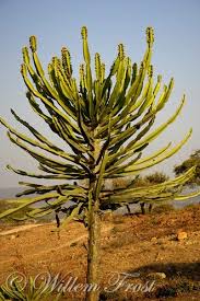 Image result for Euphorbia confinalis
