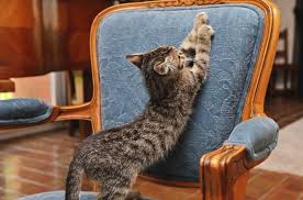 Il faut simplement user d'un bon dosage entre. Conseils Pour Bien Eduquer Un Chaton Homycat