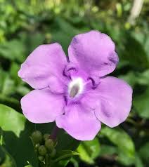 Image result for Brunfelsia pauciflora