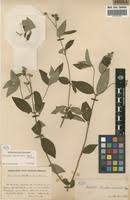 Image result for Dissotis brazzae