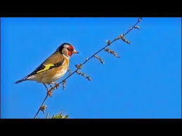 A Vivaldi Il Gardellino Op 10 N 3 Concerto For Flute Strings B C In D Major Rv 428 Youtube Musica Classica Concerto Flauto Traverso