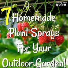 This is concentrated white oil and to use it, it needs to be diluted with water. 7 Homemade Plant Sprays For Your Outdoor Garden