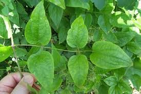 We did not find results for: Flora West Europa De Flora