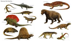 Reptiles Dinosaurs Wallpaper Ancient Animals Mammals Extinct Animals