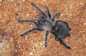 A wolf spider bite won't kill you. Spiders And Spider Bites In South Africa What Parents Need To Know Parent