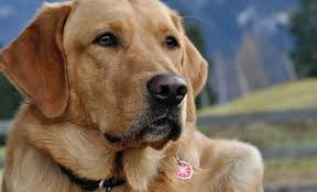 In some situations, they will get past these limits, mostly due to genetics. 33 Labrador Mixed Breeds Lovable Lab Mixes With Lifelong Loyalty