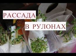 когда сеять помидоры на рассаду по лунному календарю 2019 Posev Barhatcev Na Rassadu Proroshennymi Semenami Dlya Vyrashivaniya Bez Pikirovki Youtube Prorashivanie Semyan Rasteniya Sadovodstvo