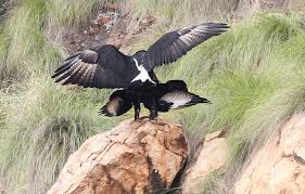 Gauteng Garden Birds Of South Africa Verreaux S Eagle Black Eagle Aquila Verreauxii At Walter Sisulu National Botanical Garden Gauteng South Africa Mating National Botanical Gardens Animals Of The World Black Eagle