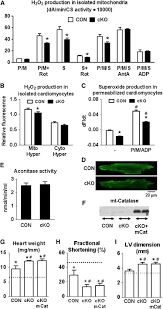 Seo j, ahn y, zheng z, kim bo, choi mj, bang d, kim dy. Mitochondrial Complex I Deficiency Increases Protein Acetylation And Accelerates Heart Failure Cell Metabolism