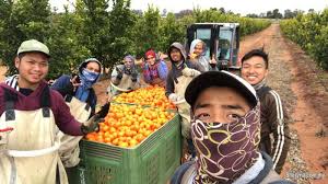 Kerja paruh waktu, atau yang lebih dikenal dengan sebutan part time work, adalah tipikal pekerjaan di australia yang sering dilakukan oleh pelajar internasional, pemilik visa working holiday, ataupun mereka yang ingin mendapatkan penghasilan. Peluang Pekerjaan Di Australia Dan Korea Other Jobs Job Offers In Kl City Kuala Lumpur Sheryna Com My Mobile 760404