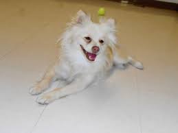 If you're unwilling/unable to do those. San Francisco Bay Area Pomeranians For Adoption Puppy Adoption Pomeranian San Francisco Bay