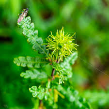 Image result for Caperonia fistulosa