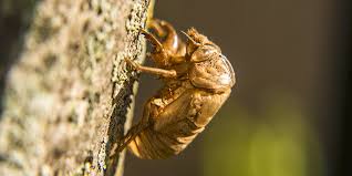 Check spelling or type a new query. Cicada Shell On Tree Photograph By Matt Skuta