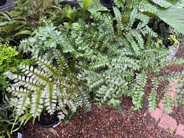 Image result for Didymochlaena truncatula