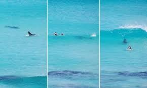 Surfer Is Chased By A Shark In The Beautiful Waters Of Esperance Shark Shark Fishing Surf Art