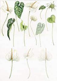 Watercolor Anthurium Clipart Individual Png Files Wedding Etsy Anthurium Flower Flower Graphic Anthurium