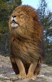 Hair Blowing Lion Wallpaper Best Wallpaper Hd Animals Beautiful Animals Wild Animals