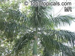 Image result for Roystonea oleracea