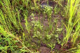 Image result for Isoetes welwitschii