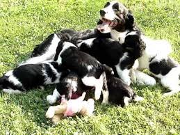 Breeders of merit are denoted by level in ascending order of: Litter Of English Springer Spaniel Puppies 6 Weeks Old Playing W Mom Youtube