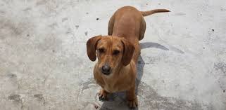 Dachshund information including personality, history, grooming, pictures, videos, and the akc dachshunds aren't built for distance running, leaping, or strenuous swimming, but otherwise these. 5 Best Dry Dog Foods For Dachshunds Daily Dog Stuff