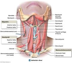 Learn vocabulary, terms and more with flashcards, games and other study tools. The Muscles Of The Anterior Neck Human Body Anatomy Human Anatomy And Physiology Thyroid Anatomy