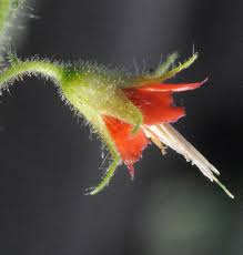 Image result for Hermannia glanduligera