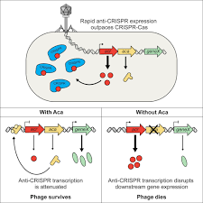 Anti-CRISPR-Associated Proteins Are Crucial Repressors of Anti-CRISPR  Transcription: Cell