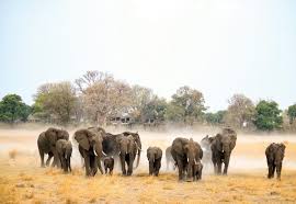 Image result for Leucosphaera bainesii