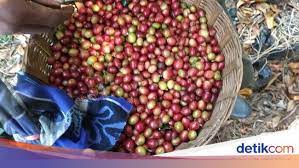 Lowongan kerja ini tidak dipungut biaya. 44 400 Kg Kopi Arabika Made In Situbondo Diekspor Perdana Ke As
