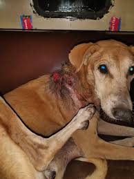 This dog has a big wound on its head and roams near Downtown apartment and Ratoghar Dhapakhel. can someone cure it?