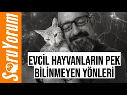 Soruyorum Evcil Hayvanlarin Pek Bilinmeyen Yonleri Youtube