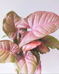 Check spelling or type a new query. 14 Pink Houseplants Perfect For Your Valentine That Planty Life